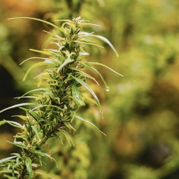 What is a Cannabis Landrace Strain?