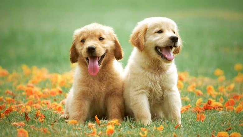 Hamilton Dog Training for an Effective Recall