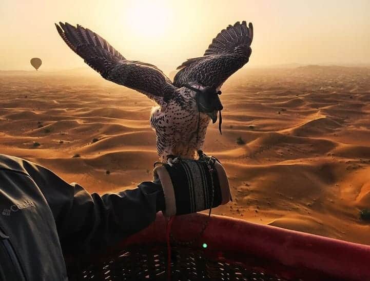Dubai hawk