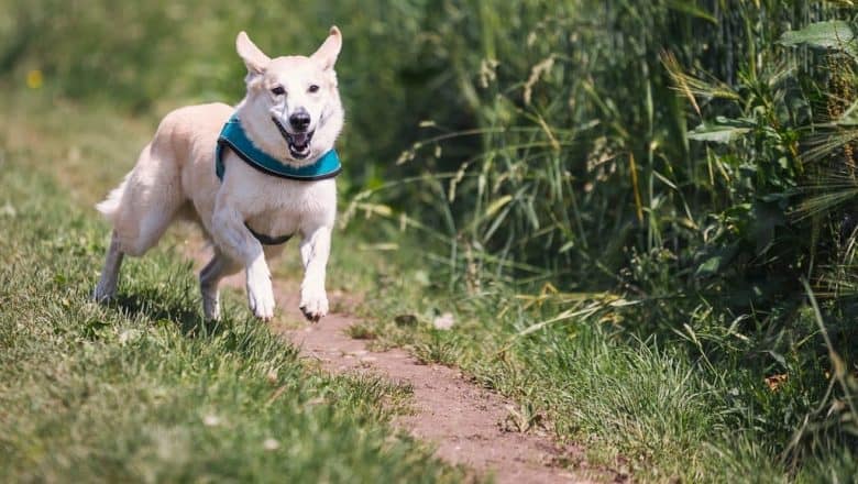 4 Reasons to Bring Pet to Your Next Branson Getaway